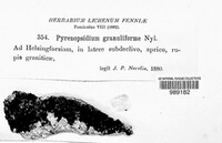 Image of Cryptothele granuliforme